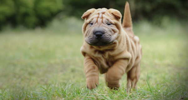 activities-for-a-chinese-shar-pei.jpg