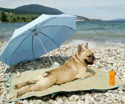 bulldog-and-beach2.jpg