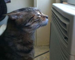 cat-ac.jpg