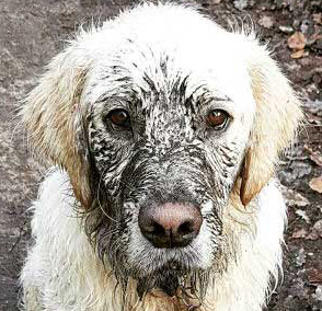 dirty-dogs-0214.jpg