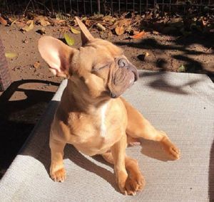 french-bull-dog-sitting-in-the-sun.jpg