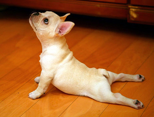 funny-animals-doing-yoga-2.jpg