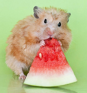 hamster-eating-watermelon.jpg