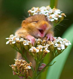 Hamster smelling flowers