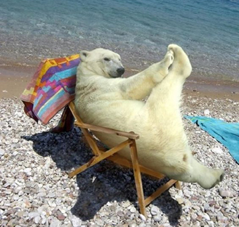 polar-bear-sunbathing.jpg