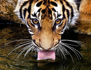 tiger-drinking.jpg